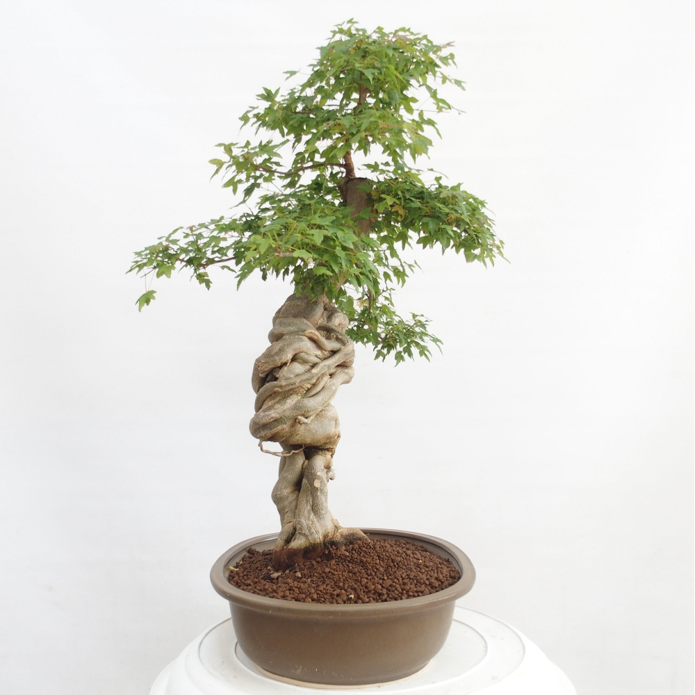 Venkovní bonsai - Acer Buergerianum - Javor Burgerův