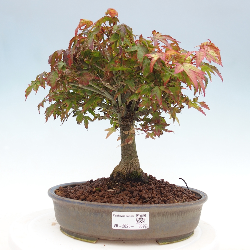 Acer palmatum KIOHIME - Javor dlanitolistý