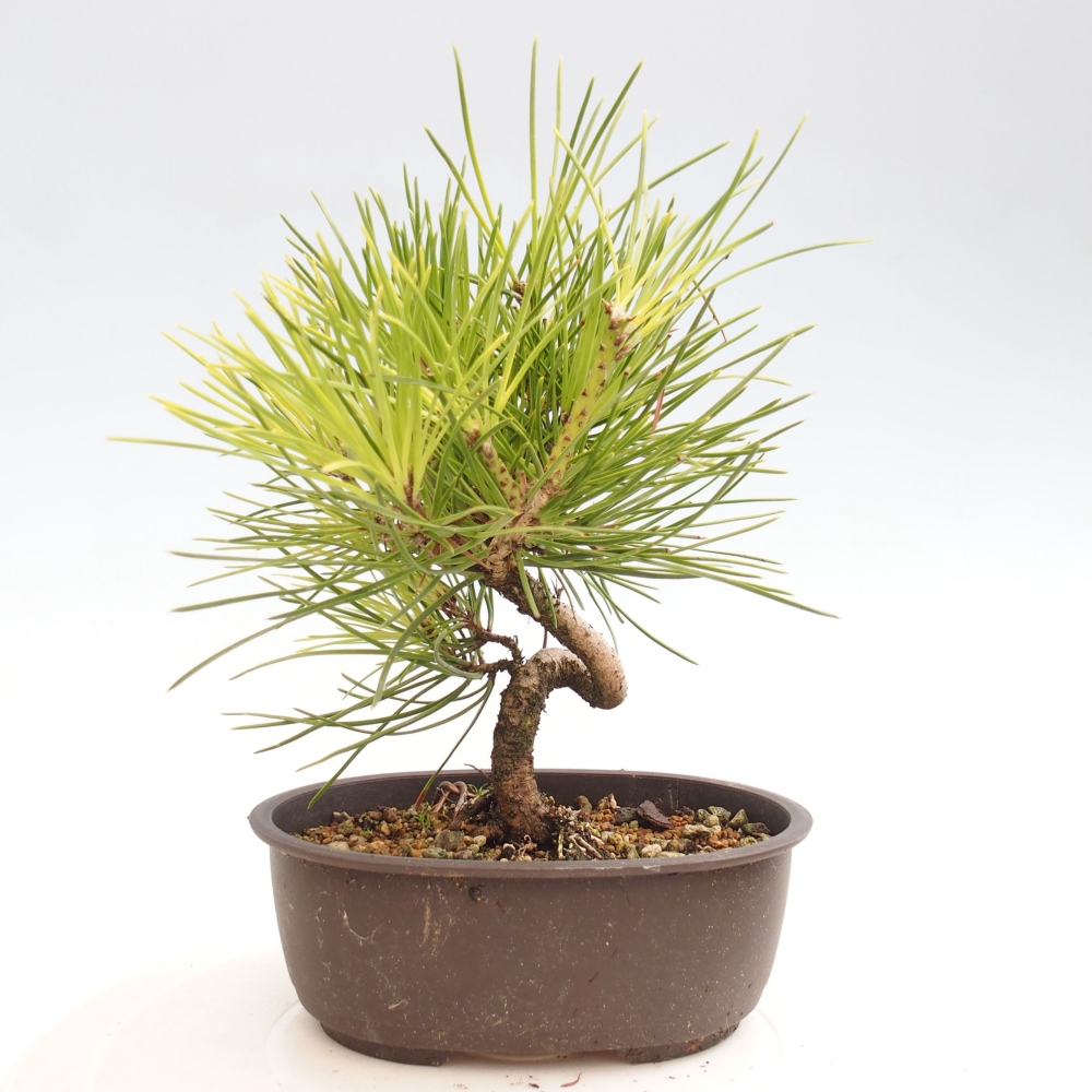 Venkovní bonsai - Pinus thunbergii - Borovice thunbergova