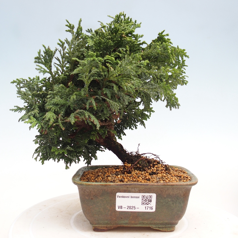 Venkovní bonsai - Cham.pis Parslori - Cypřišek