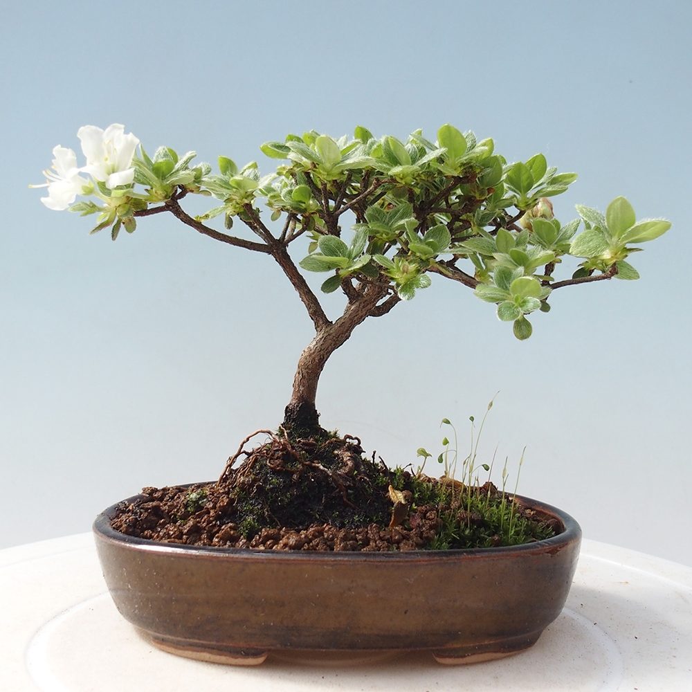 Venkovní bonsai - Rhododendron indicum - Japonská azalka