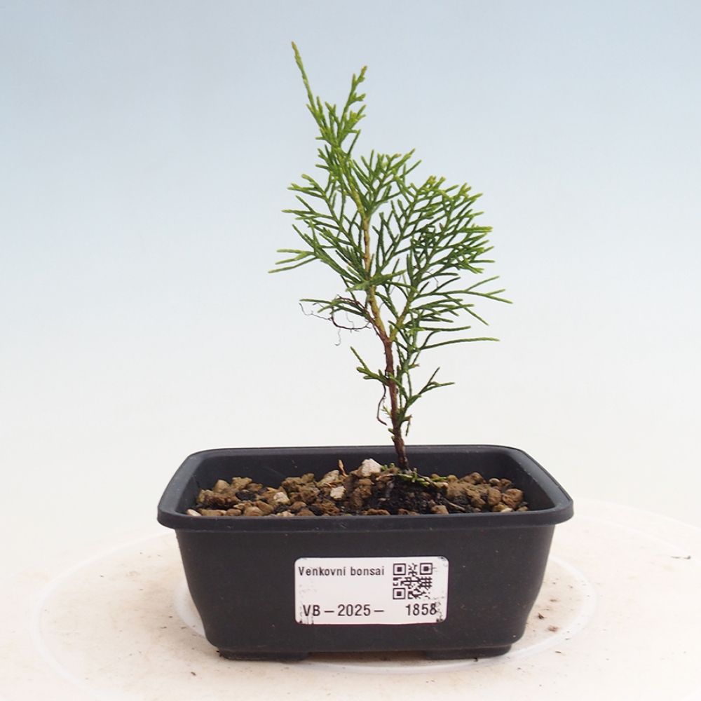 Venkovní bonsai - Juniperus chinensis Itoigawa -Jalovec čínský