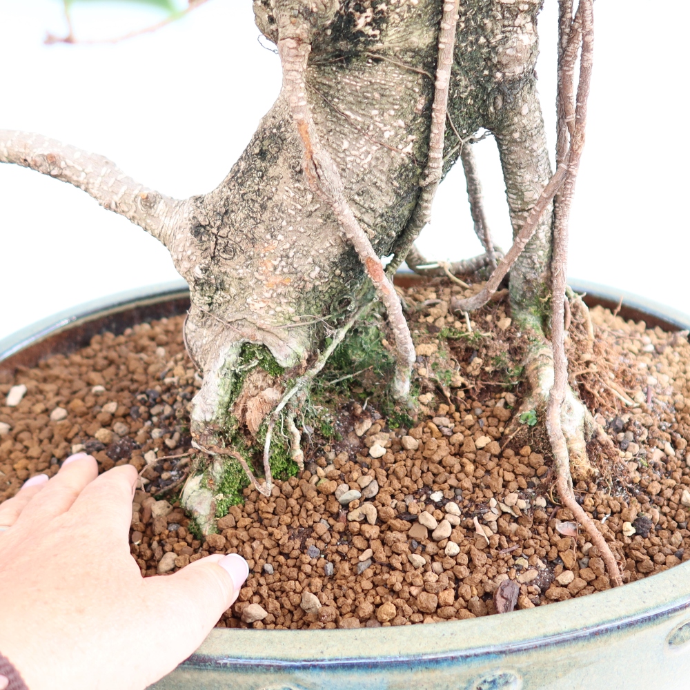 Pokojová bonsai - Ficus kimmen -  malolistý fíkus
