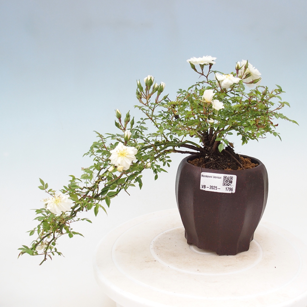 Venkovní bonsai - Rosa Sea Foam -  růže