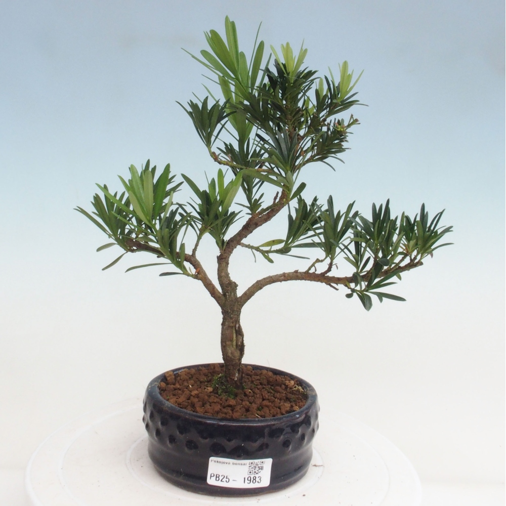 Pokojová bonsai - Podocarpus - Kamenný tis