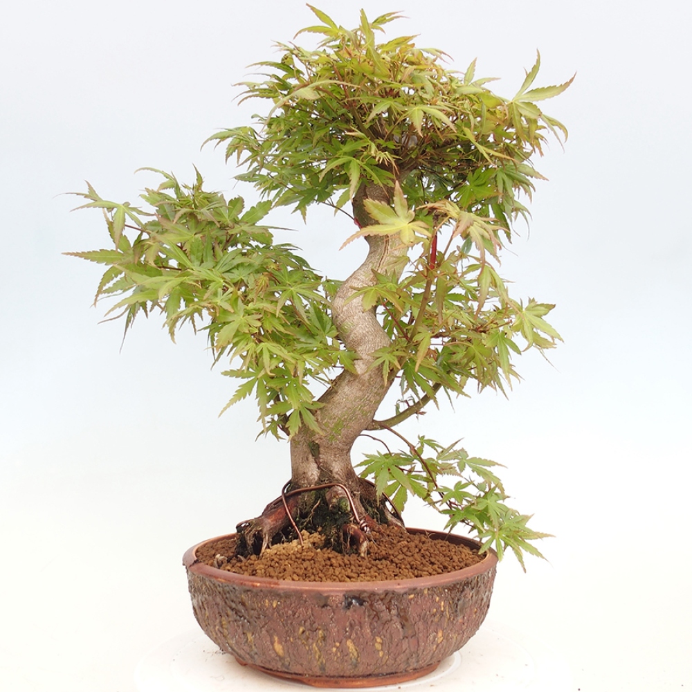 Venkovní bonsai - Acer palmatum  - Javor dlanitolistý