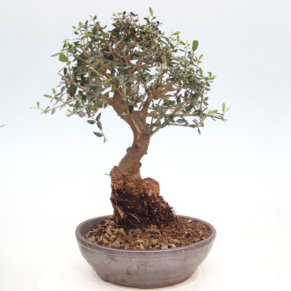 Pokojová bonsai - Olea europaea sylvestris -Oliva evropská drobnolistá