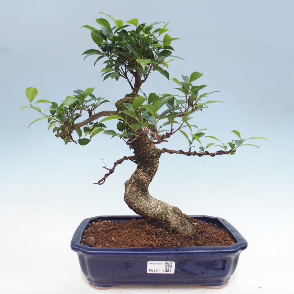 Pokojová bonsai - Ficus kimmen -  malolistý fíkus