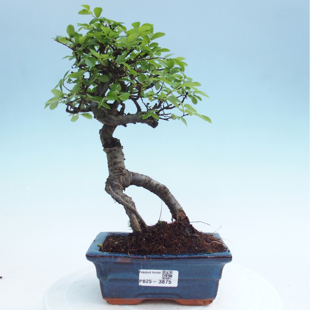 Pokojová bonsai - Ulmus parvifolia - Malolistý jilm