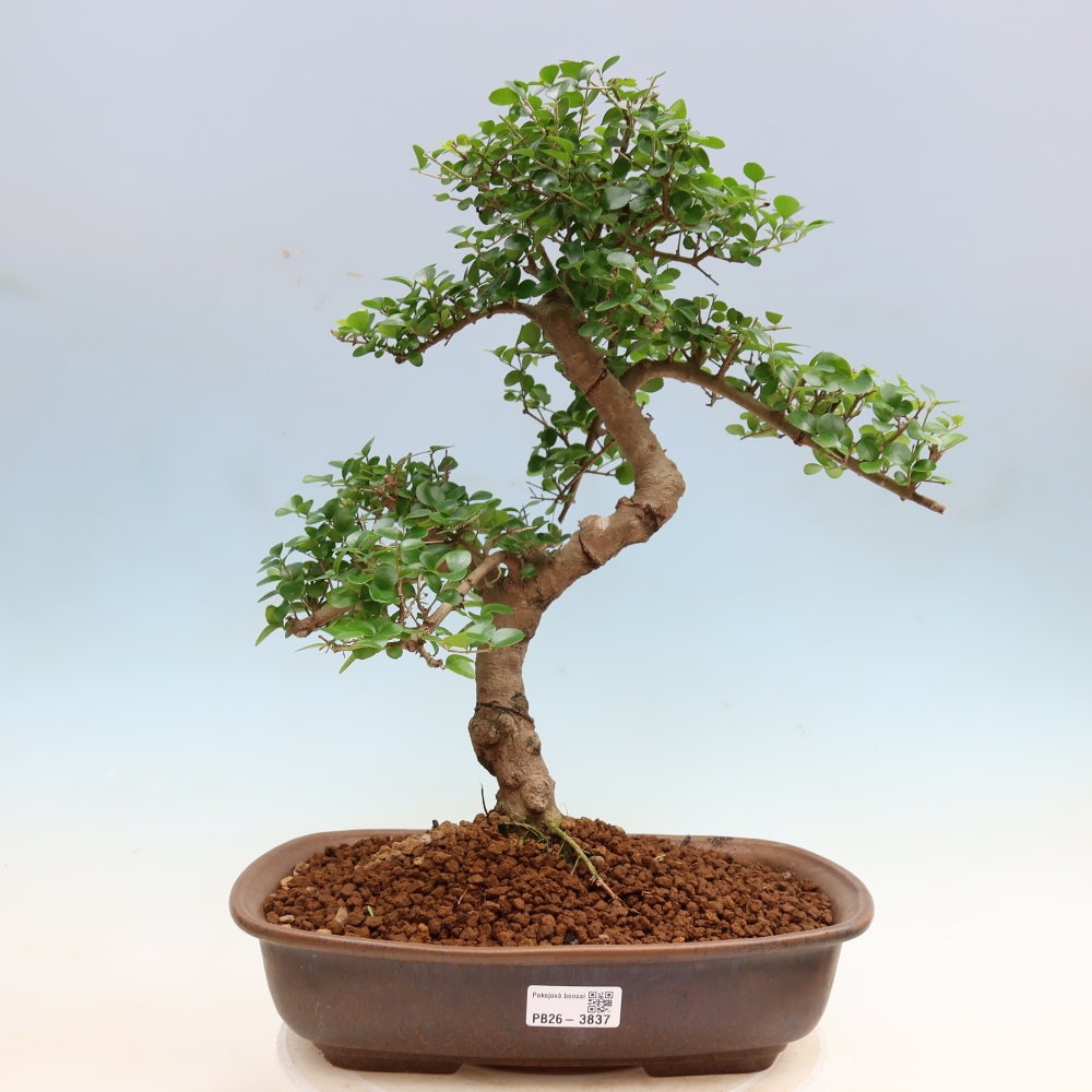Pokojová bonsai -Ligustrum retusa - malolistý ptačí zob