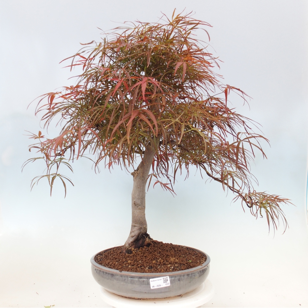 Venkovní bonsai - Javor dlanitolistý - Acer palmatum RED PYGMY