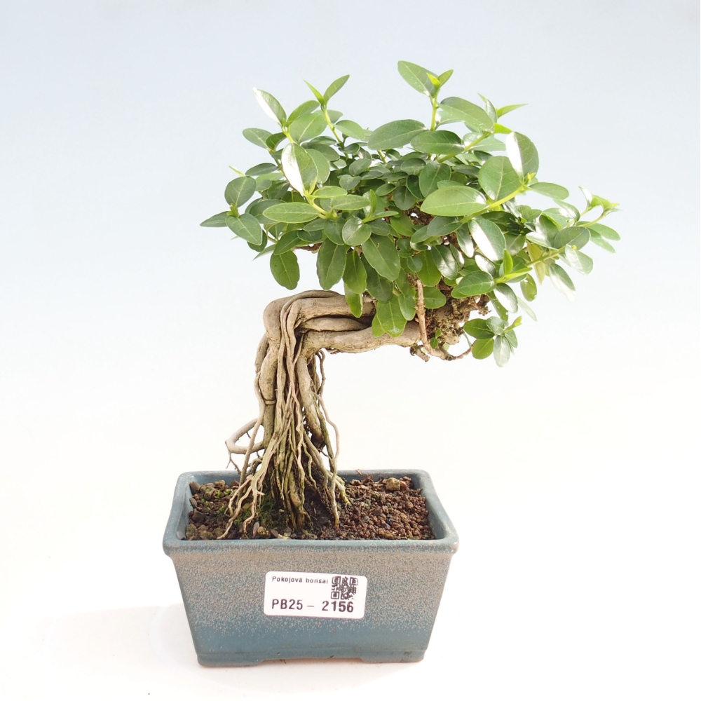 Pokojová bonsai - Premna serratifolia  - Kozlovoň malolistá