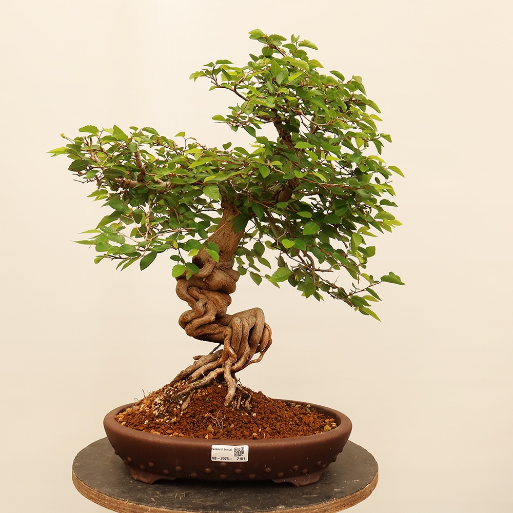 Venkovní bonsai -Carpinus Coreana - Habr korejský