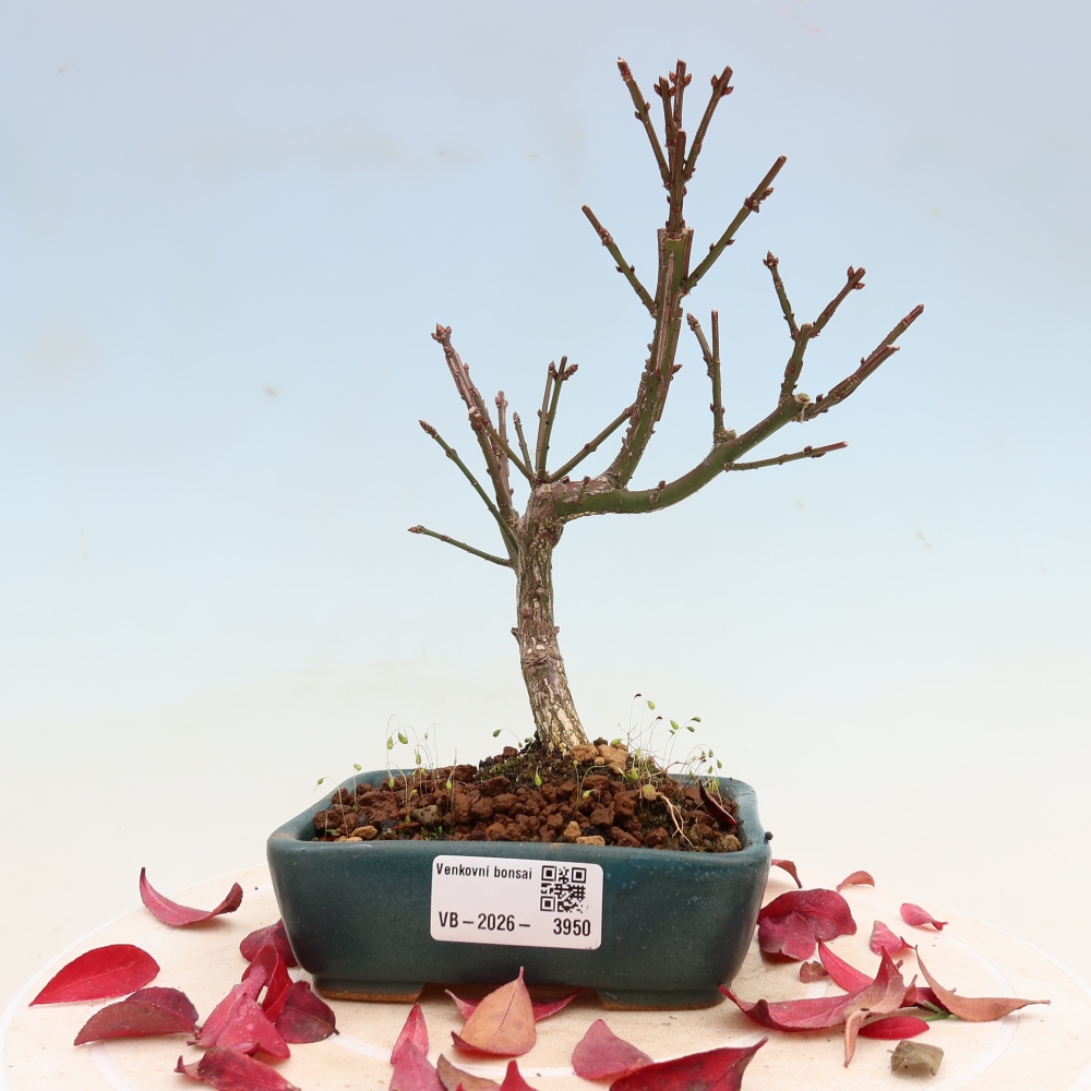 Venkovní bonsai -  Euonymus alatus comactus  - brslen křídlatý