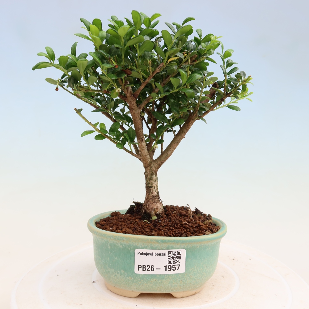 Pokojová bonsai - Ilex crenata - Cesmína