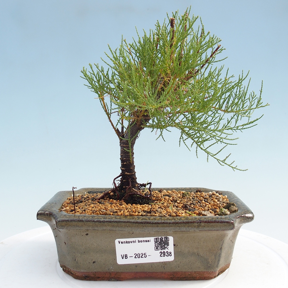 Venkovní bonsai - Tamaryšek - Tamarix
