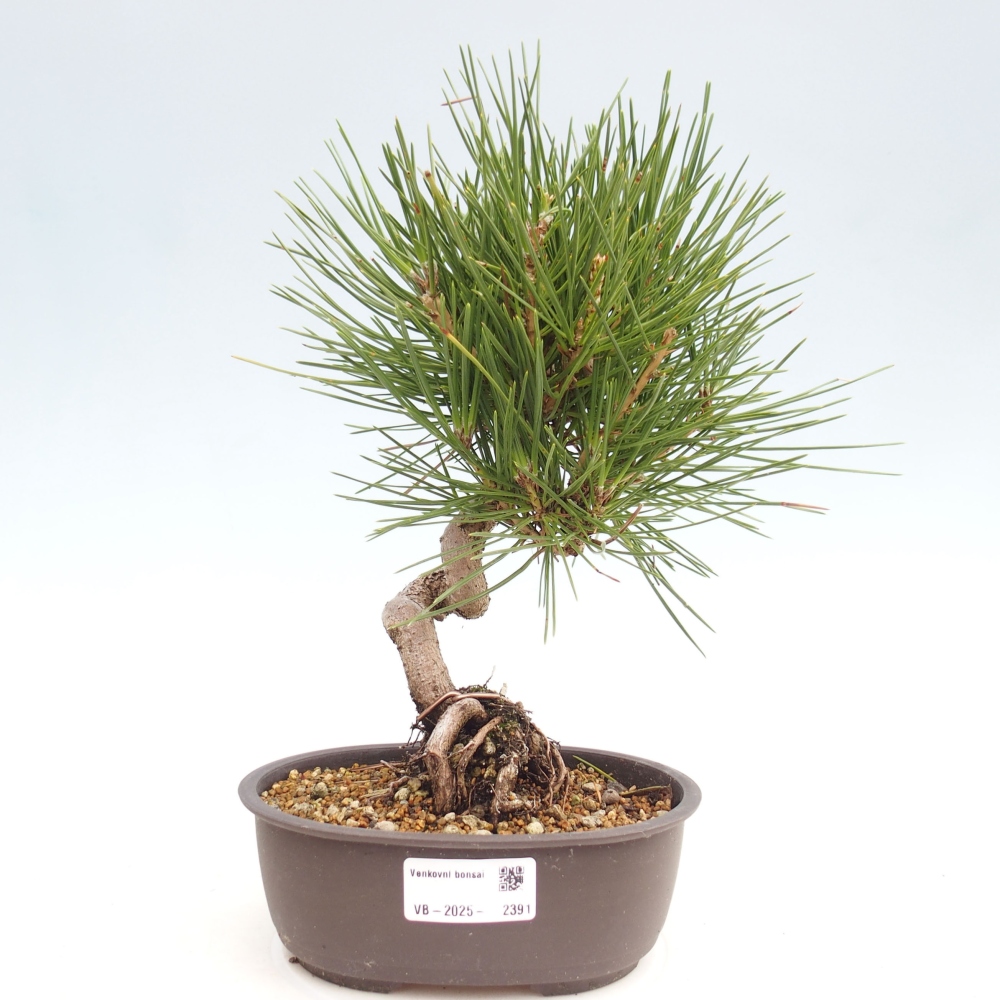 Venkovní bonsai - Pinus thunbergii - Borovice thunbergova