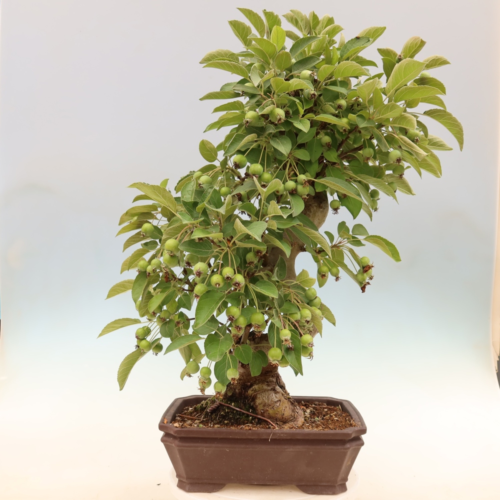 Venkovní bonsai -Malus halliana - Maloplodá jabloň