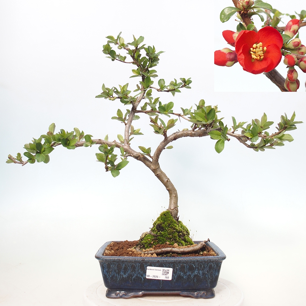 Venkovní bonsai - Chaneomeles sup. Nicoline - kdoulovec