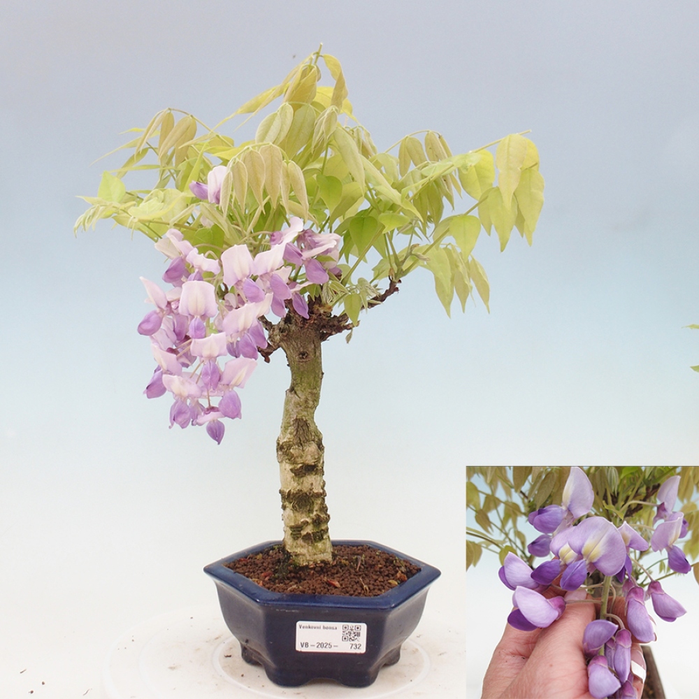 Venkovní bonsai - Vistarie květnatá - Wisteria floribunda