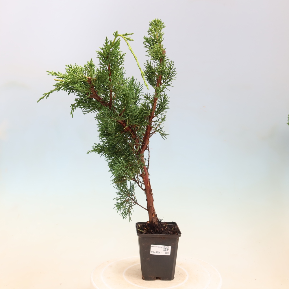 Venkovní bonsai - Juniperus chinensis Kishu -Jalovec čínský