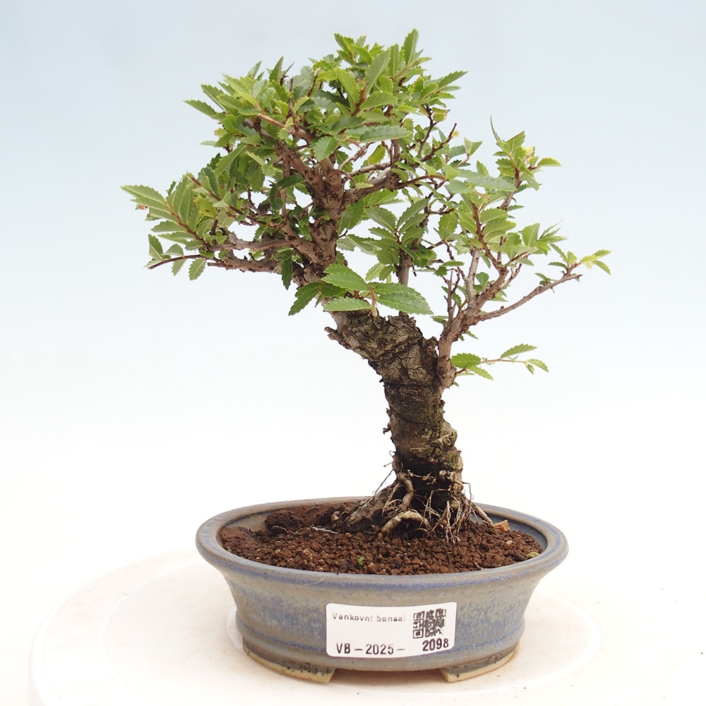 Venkovní bonsai - Zelkova - Zelkova NIRE