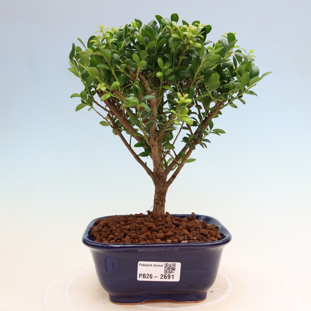 Pokojová bonsai - Ilex crenata - Cesmína