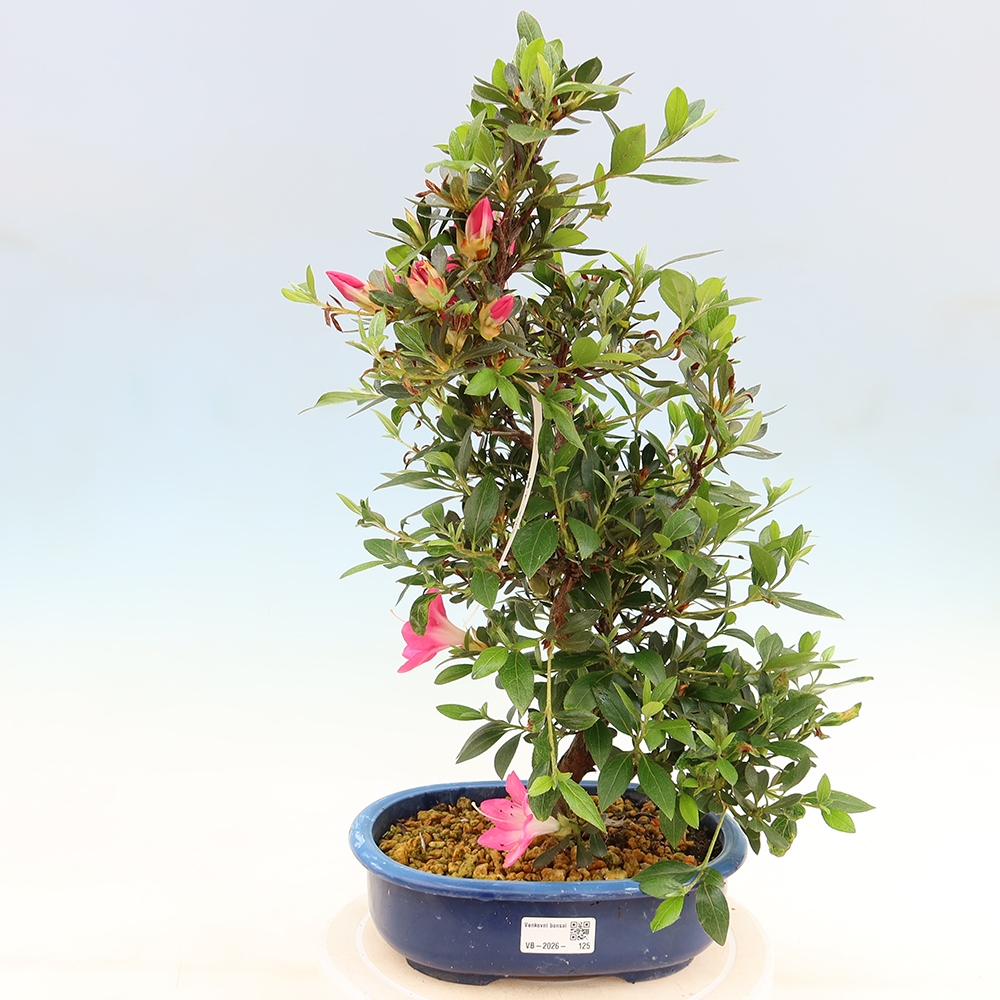 Venkovní bonsai - Japonská azalka - Azalea Yoko
