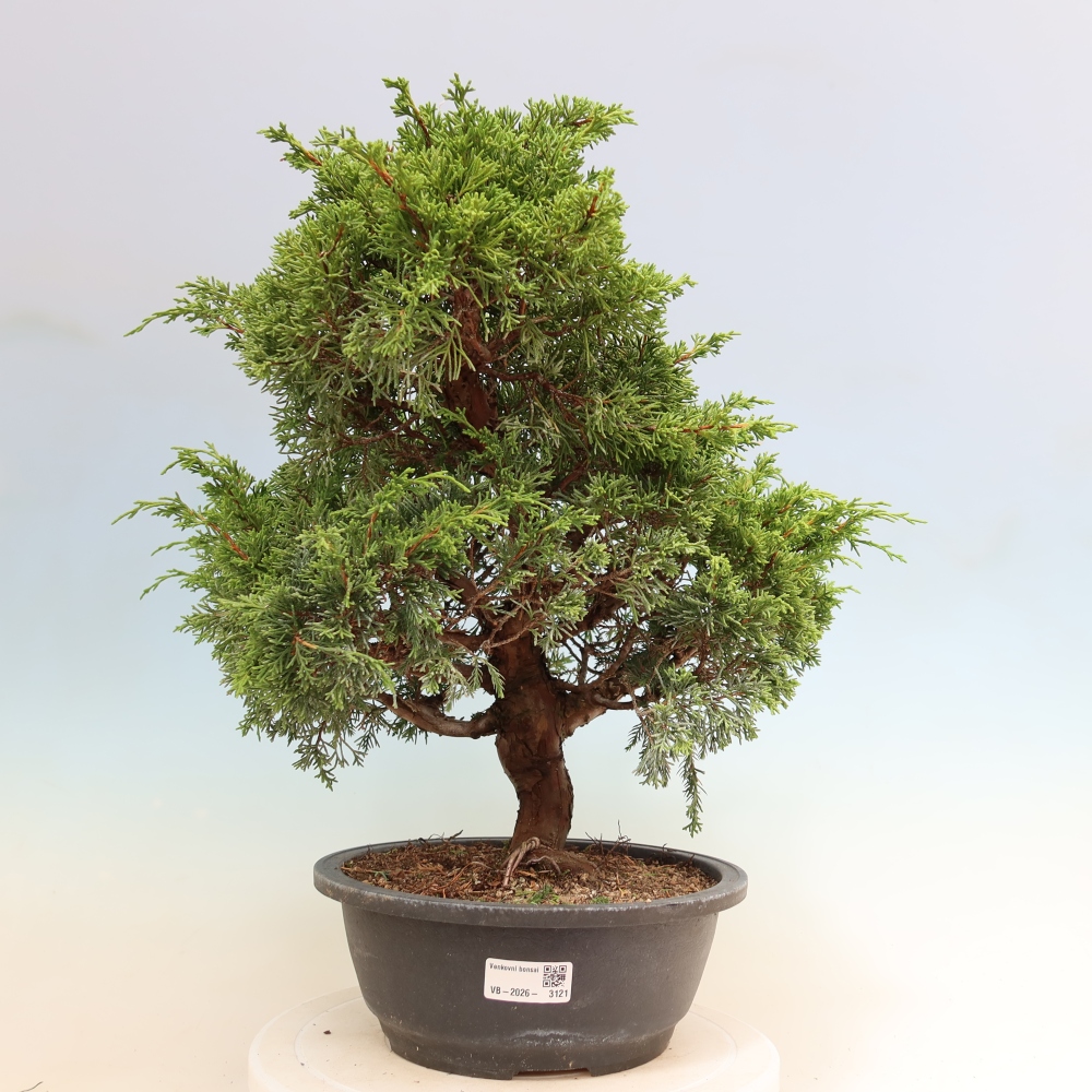 Venkovní bonsai - Juniperus chinensis Itoigawa-Jalovec čínský
