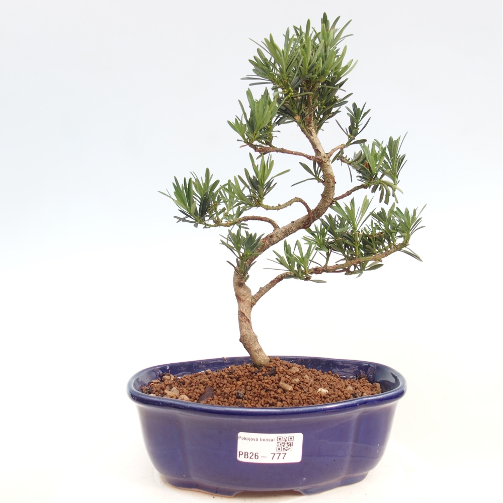 Pokojová bonsai - Podocarpus - Kamenný tis