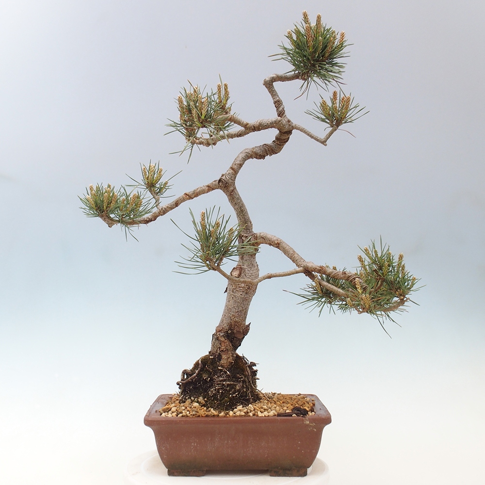 Venkovní bonsai - Pinus Sylvestris Watererri - Borovice lesní