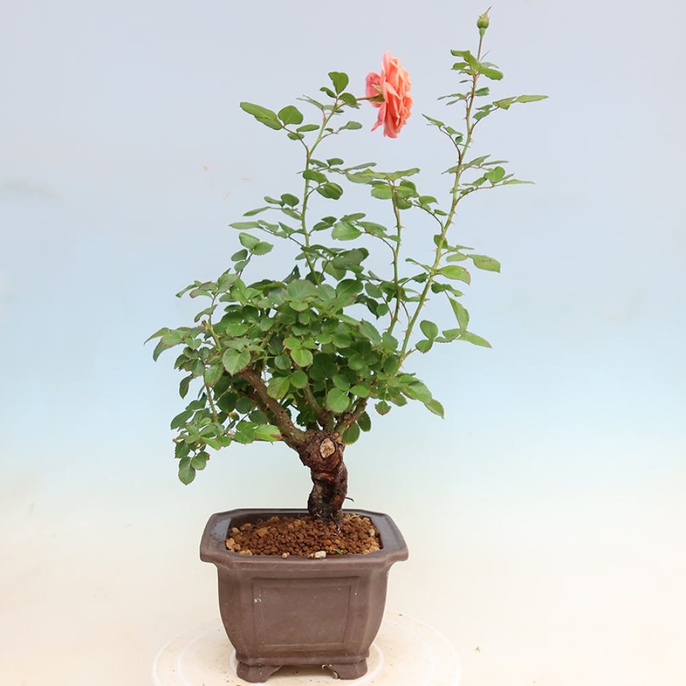 Venkovní bonsai - Rosa Kordes -  růže