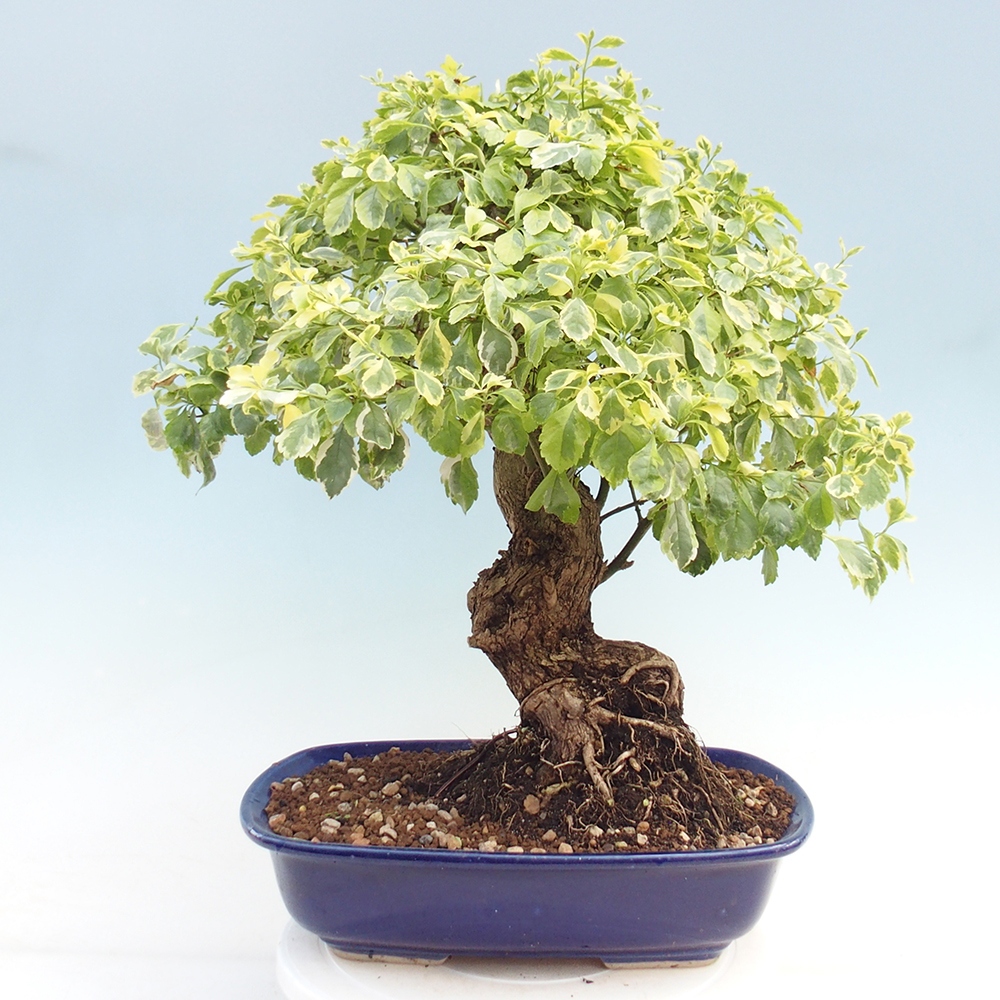 Pokojová bonsai - Duranta variegata 