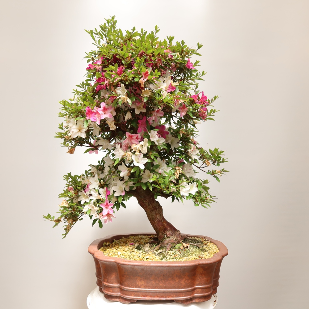 Venkovní bonsai - Japonská azalka - Azalea Shunen