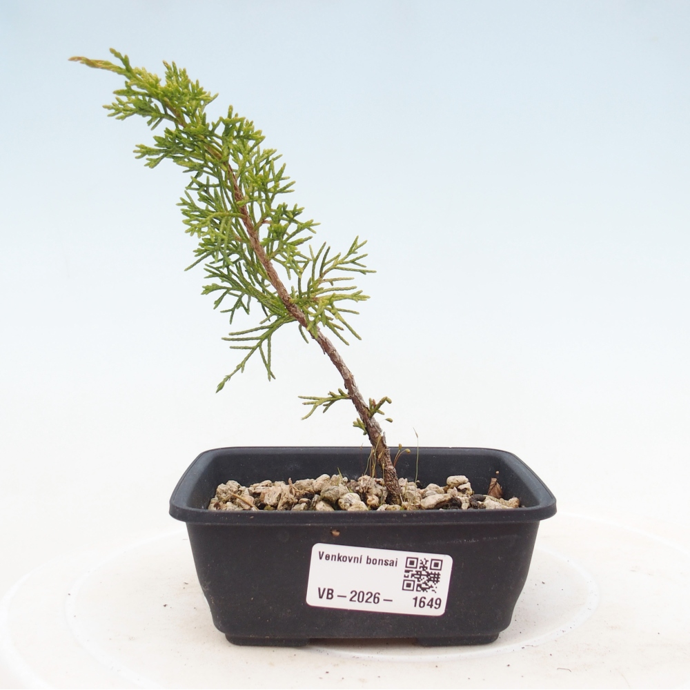 Venkovní bonsai - Juniperus chinensis Itoigawa -Jalovec čínský