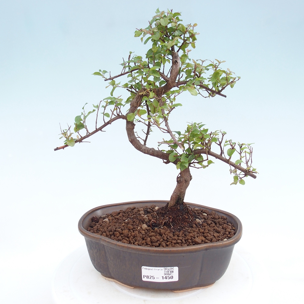 Pokojová bonsai - Sagerécie thea - Sagerécie thea