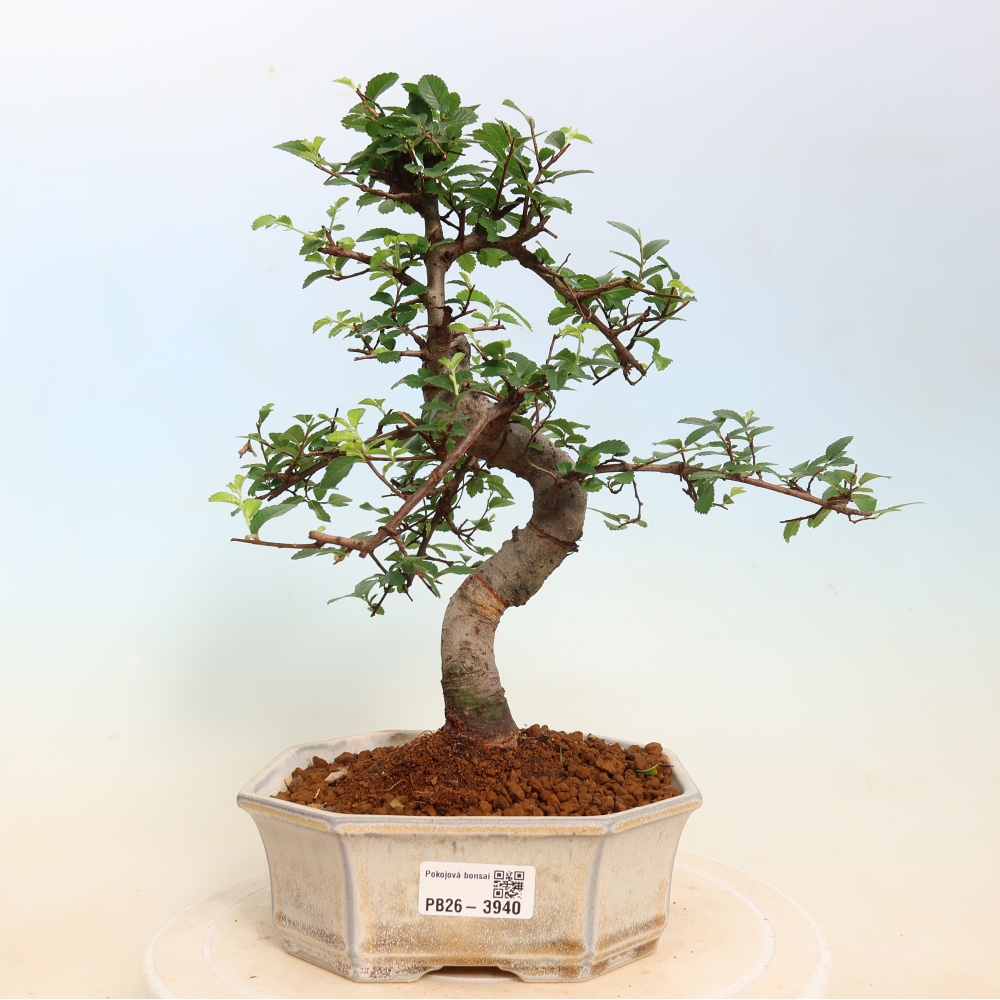 Pokojová bonsai - Ulmus parvifolia - Malolistý jilm