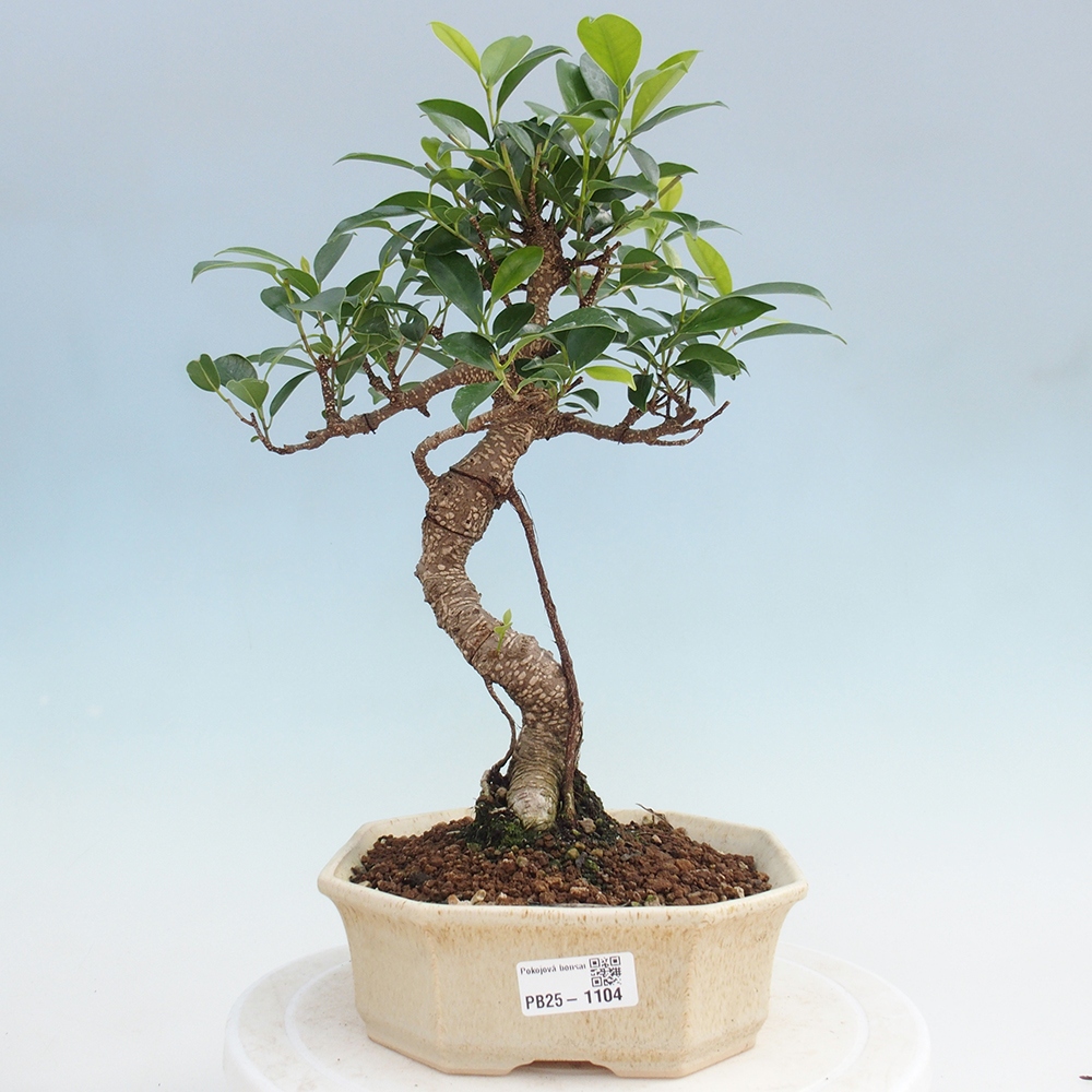 Pokojová bonsai - Ficus retusa -  malolistý fíkus