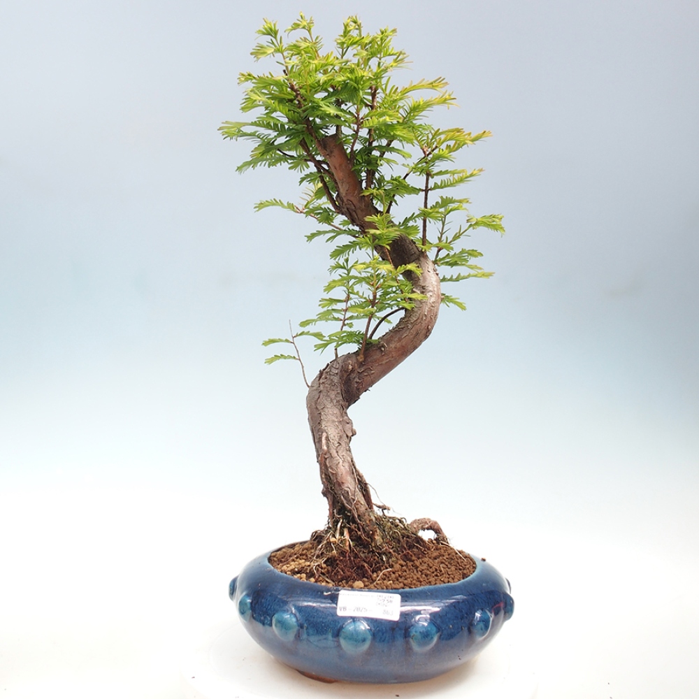 Venkovní bonsai - Metasequoia glyptostroboides - Metasekvoje čínská