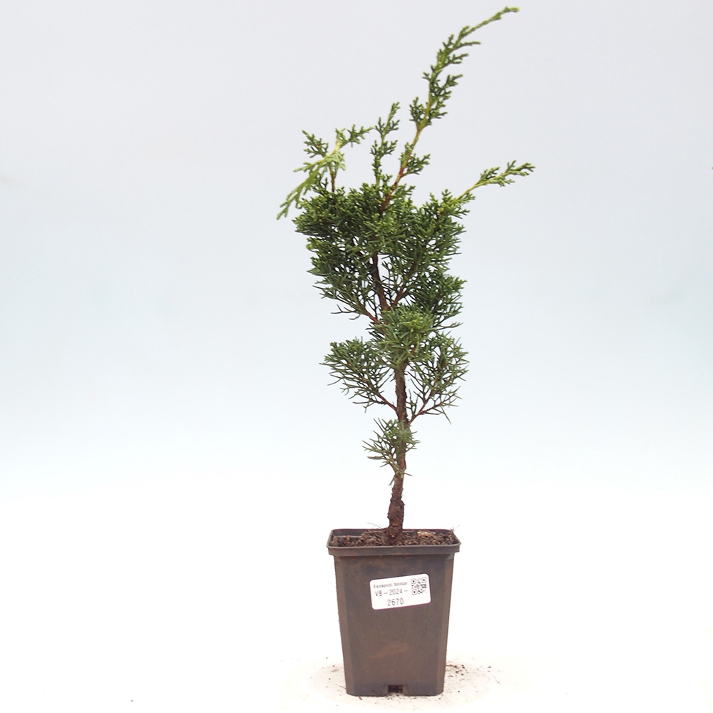 Venkovní bonsai - Juniperus chinensis Kishu -Jalovec čínský
