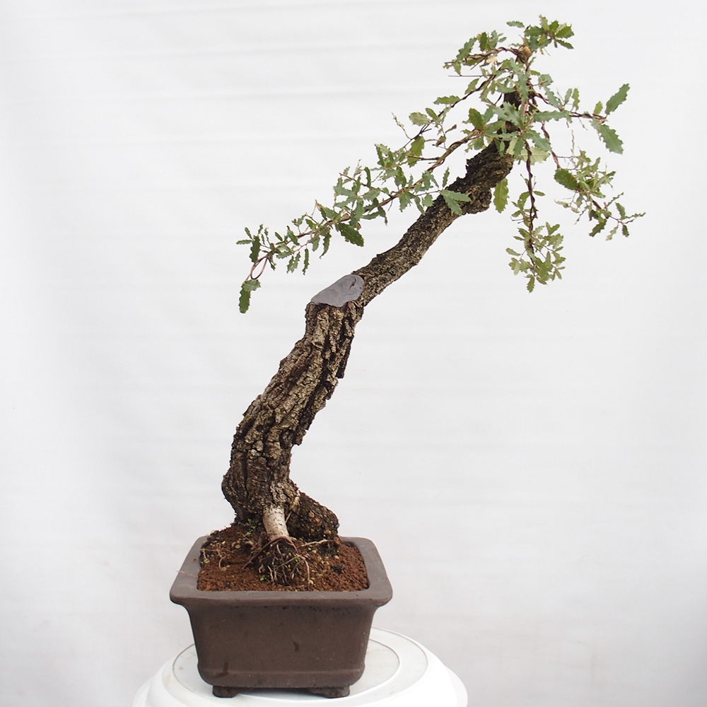 Yamadori - Quercus Ilex -Dub cesmínovitý