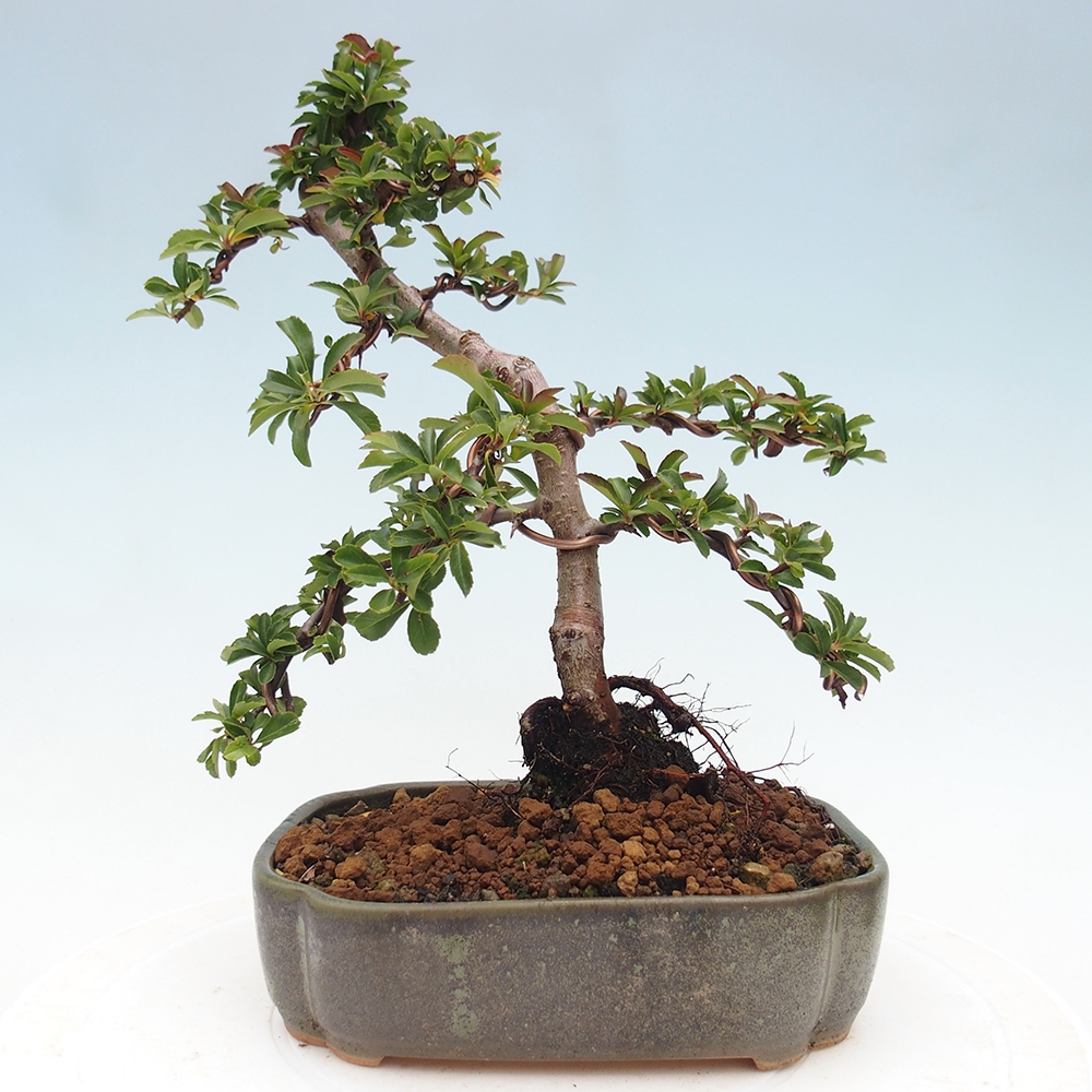 Venkovní bonsai-Pyracanta Teton -Hlohyně