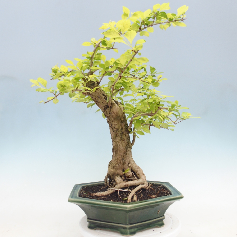 Pokojová bonsai - Duranta erecta Aurea