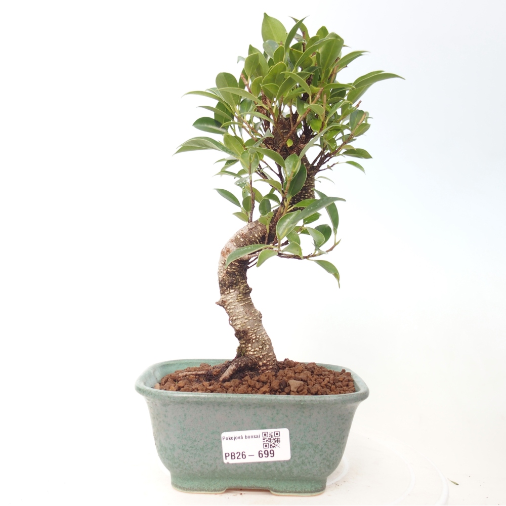 Pokojová bonsai - Ficus retusa -  malolistý fíkus