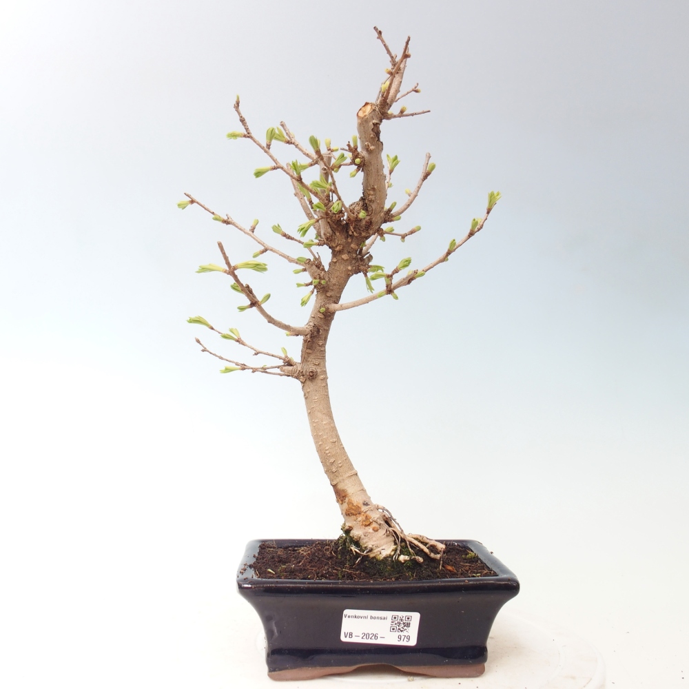 Venkovní bonsai -Pseudolarix amabis-Pamodřín