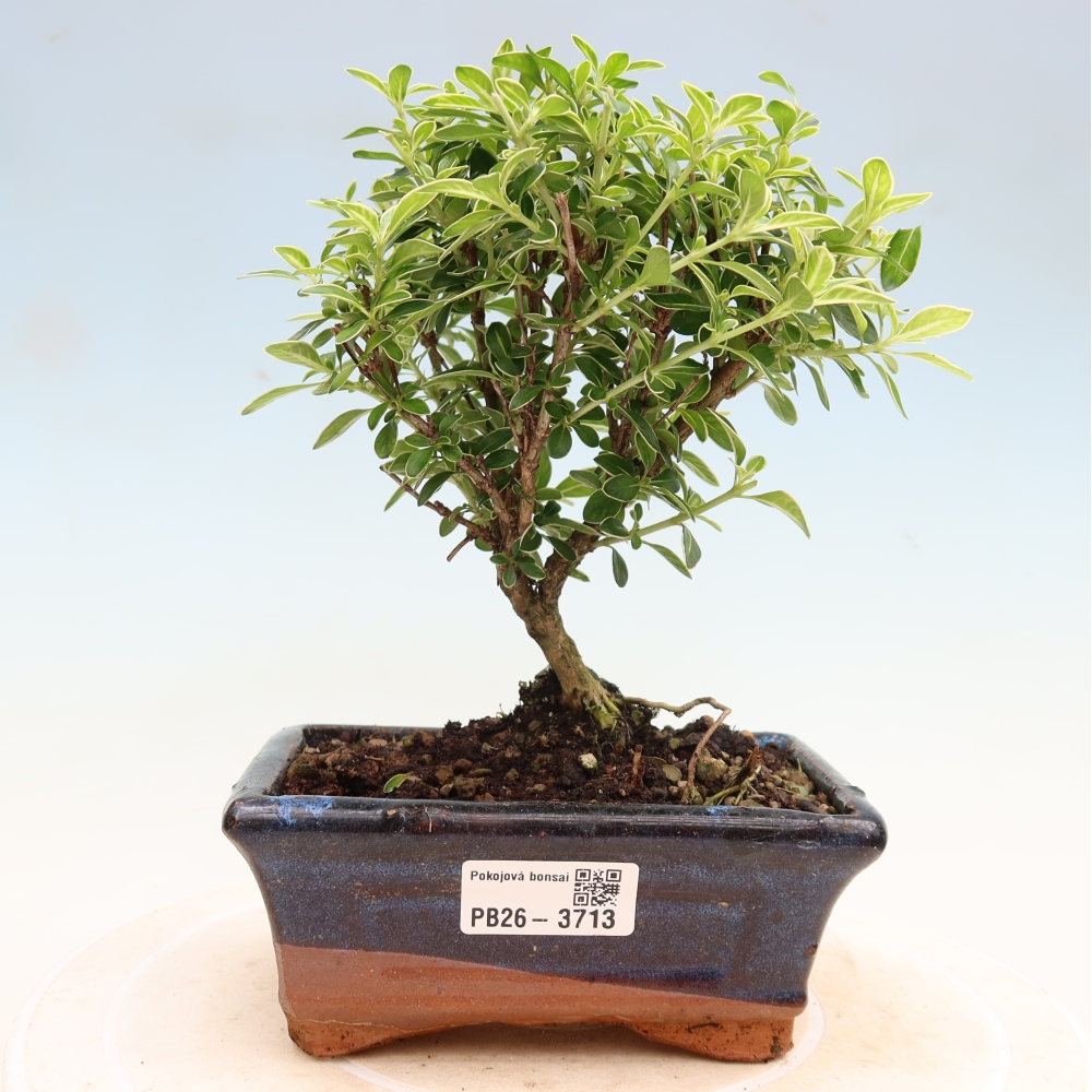 Pokojová bonsai - Serissa foetida Variegata - Strom tisíce hvězd