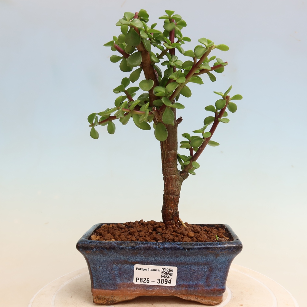 Pokojová bonsai - Portulakaria Afra - Tlustice