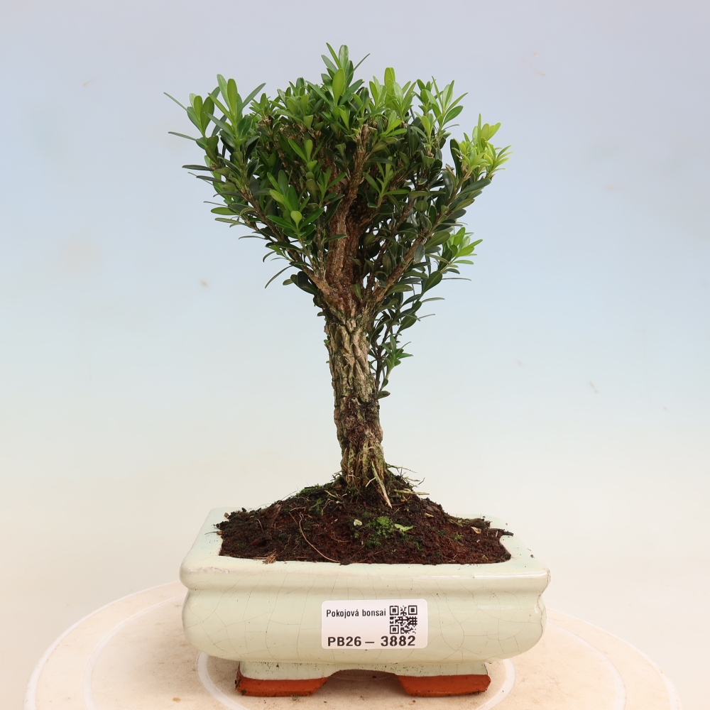 Pokojová bonsai - Buxus harlandii -korkový buxus