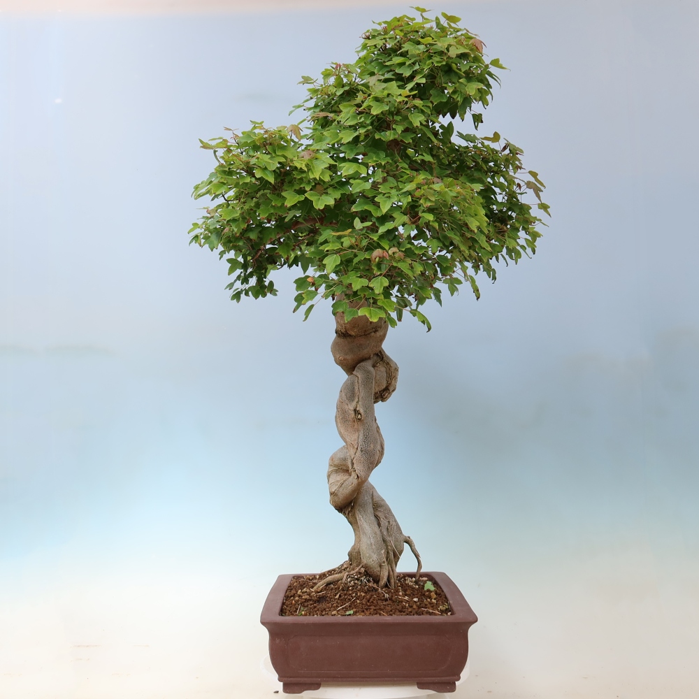 Venkovní bonsai - Acer Buergerianum - Javor Burgerův