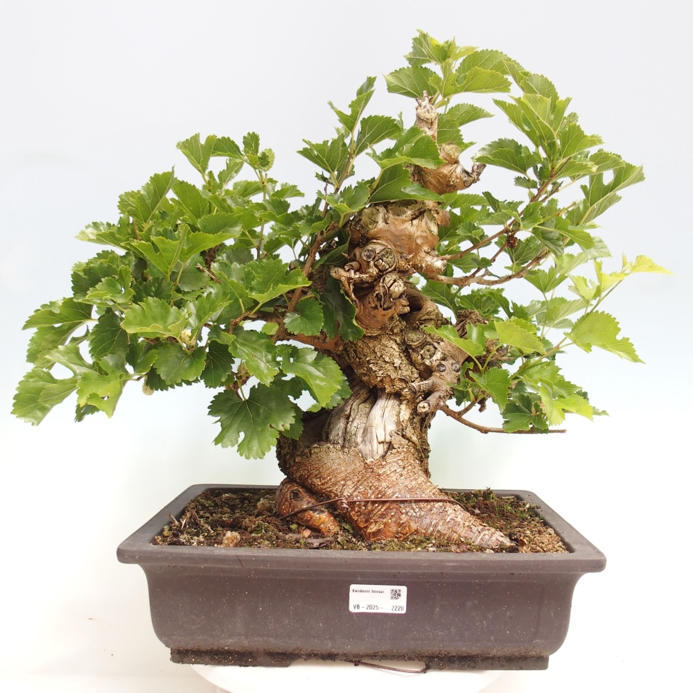 Venkovní bonsai -Morus alba - moruše
